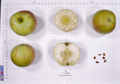 FRUIT